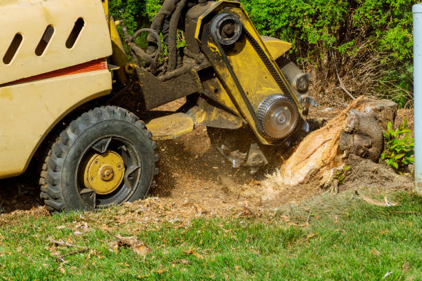 The Steps Involved in Our Tree Care Process in Loudoun Valley Estates, VA